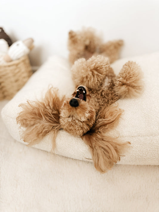 Dlaczego Twój pies nie lubi swojego legowiska? 6 częstych powodów i jak je rozwiązać