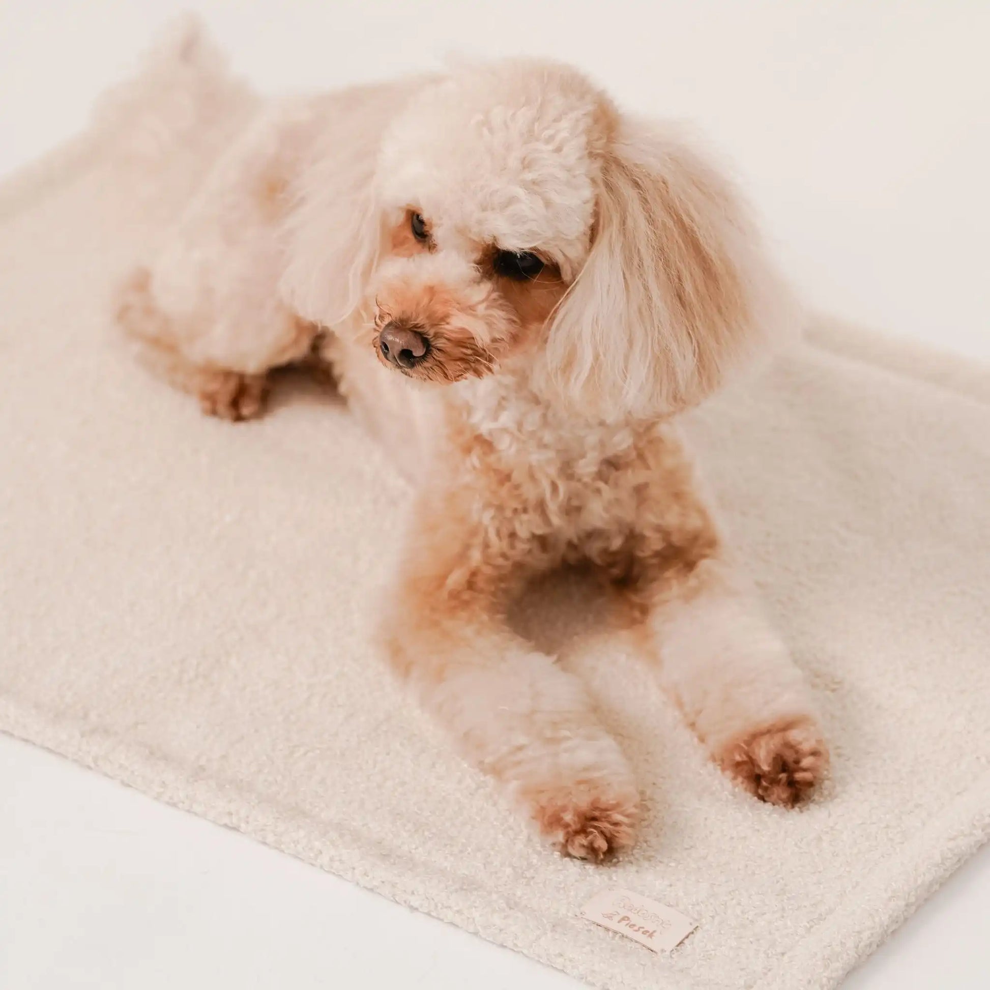 Zbliżenie na pieska, który leży na miękkim kocyku dla psa z tkaniny boucle, w kolorze chałwa (kremowy). Jasne, czyste tło. Nowoczesna, wysokiej jakości tkanina boucle z certyfikatami bezpieczeństwa.