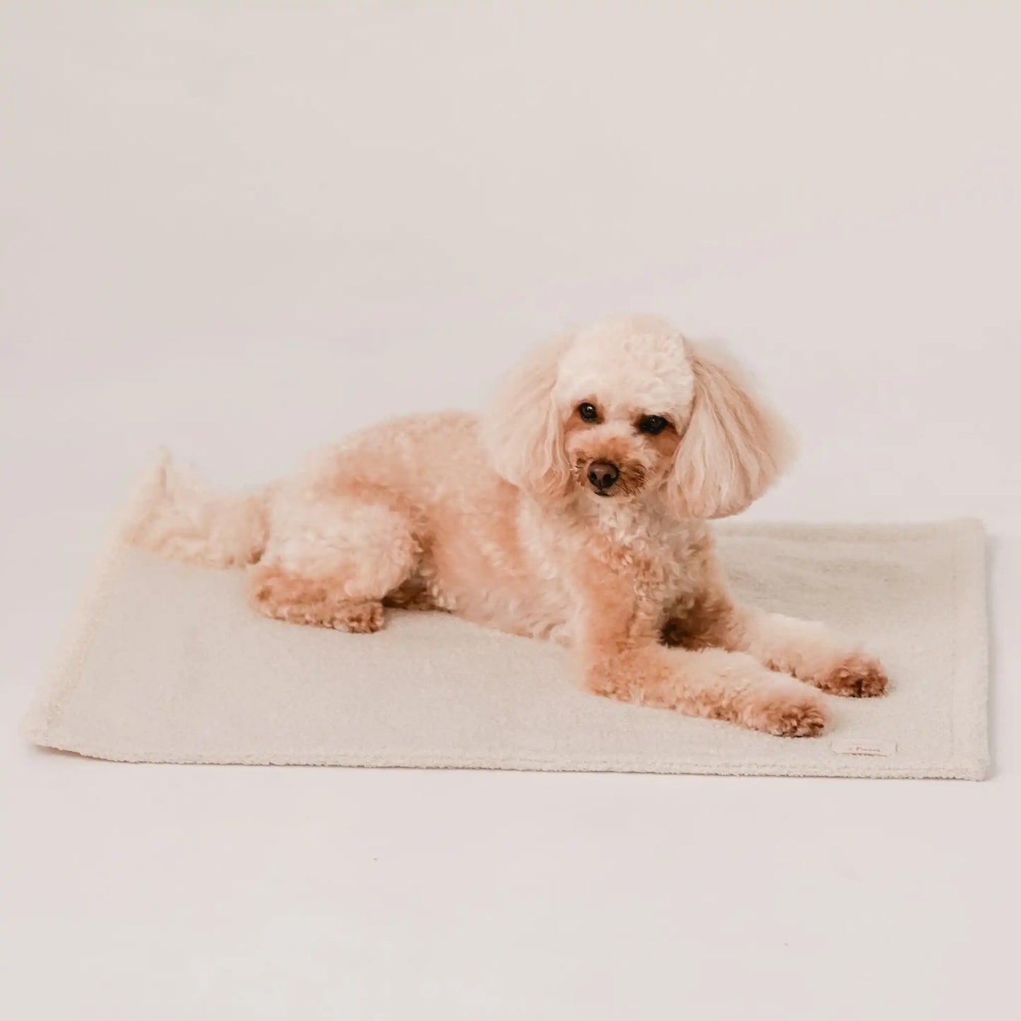 Piesek leży na miękkim kocyku dla psa z tkaniny boucle, w kolorze chałwa (kremowy). Jasne, czyste tło. Nowoczesna, wysokiej jakości tkanina boucle z certyfikatami bezpieczeństwa.