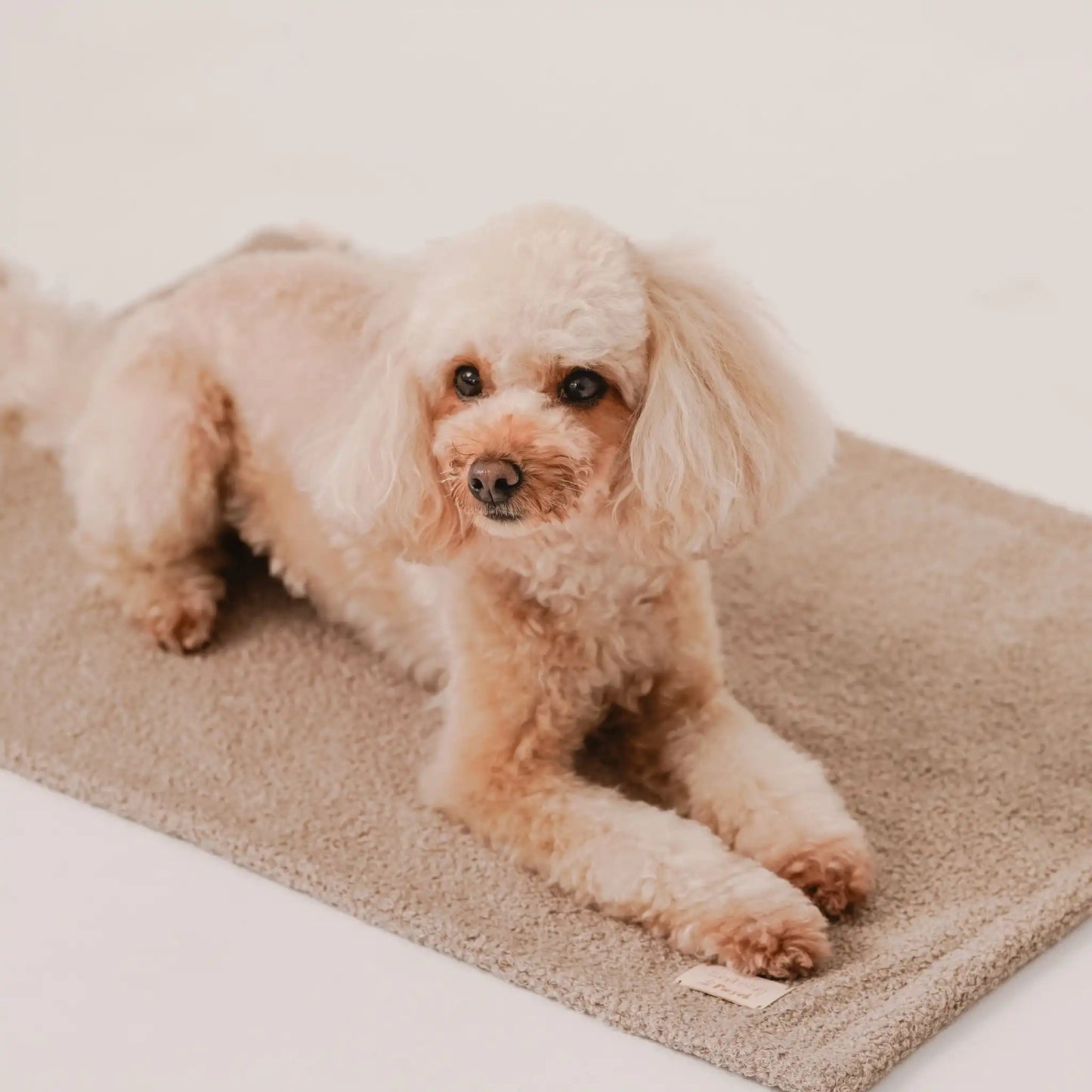 Zbliżenie na pieska, który leży na miękkim kocyku dla psa z tkaniny boucle, w kolorze pralinka (jasny brąz). Jasne, czyste tło. Nowoczesna, wysokiej jakości tkanina boucle z certyfikatami bezpieczeństwa.