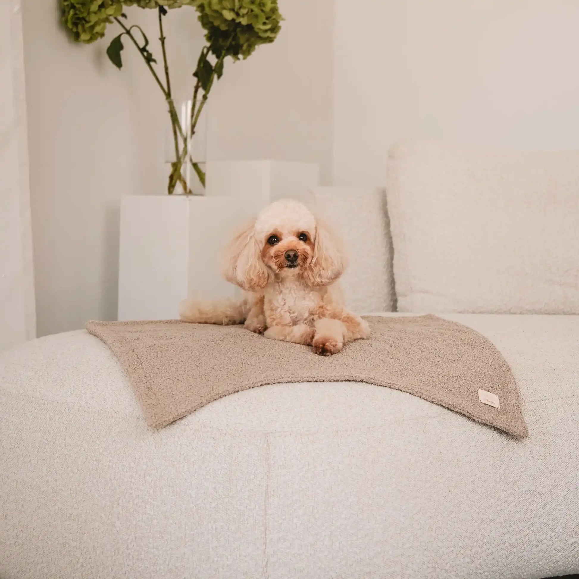 Pies leży na miękkim kocyku dla psa z tkaniny boucle, w kolorze pralinka (jasny braz), który znajduje się na kanapie w jasnym, nowoczesnym wnętrzu. Nowoczesna, wysokiej jakości tkanina boucle z certyfikatami bezpieczeństwa.
