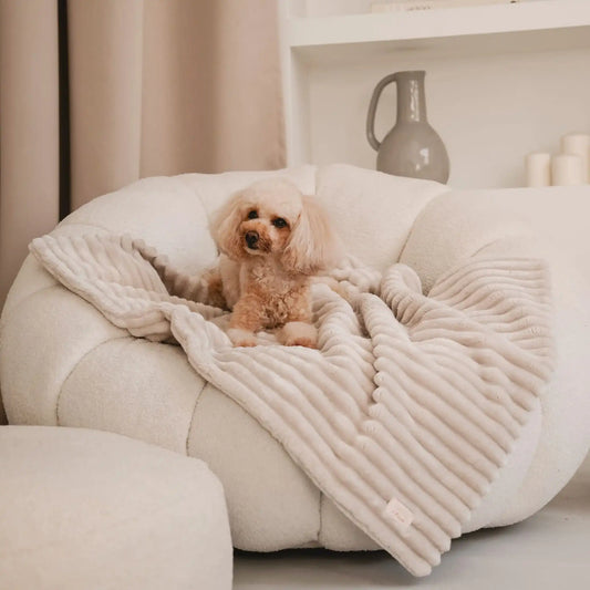 Pies leży na puszystym kocyku dla psa w kolorze beza (kremowy), który znajduje się na fotelu w jasnym, nowoczesnym wnętrzu.