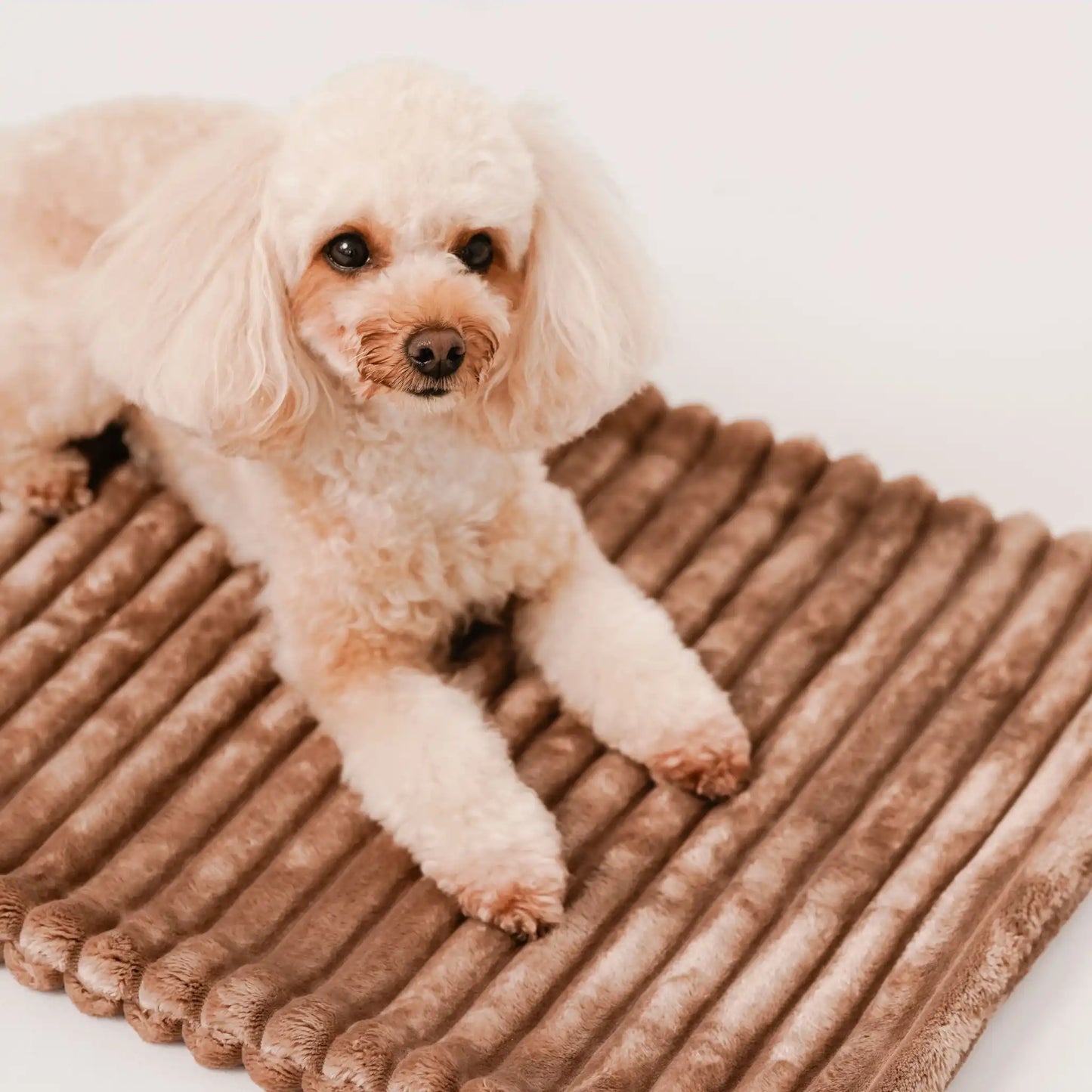 Zbliżenie na pieska, który leży na puszystym kocyku dla psa, w kolorze ciasteczko (brąz). Jasne, czyste tło. Kocyk ma falowaną strukturę.