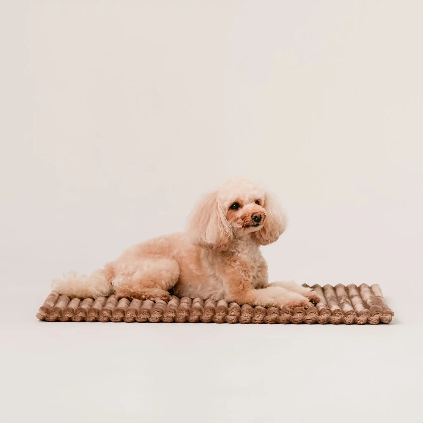 Piesek leży na puszystym kocyku dla psa, w kolorze ciasteczko (brąz). Jasne, czyste tło. Kocyk ma falowaną strukturę.
