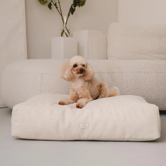 Piesek leży na miękkim legowisku dla psa, materacu dla psa w kolorze chałwa (kremowy), która znajduje się w jasnym, nowoczesnym wnętrzu na tle kanapy, stolika i zielonych kwiatów. Nowoczesna, wysokiej jakości tkanina boucle z certyfikatami bezpieczeństwa.