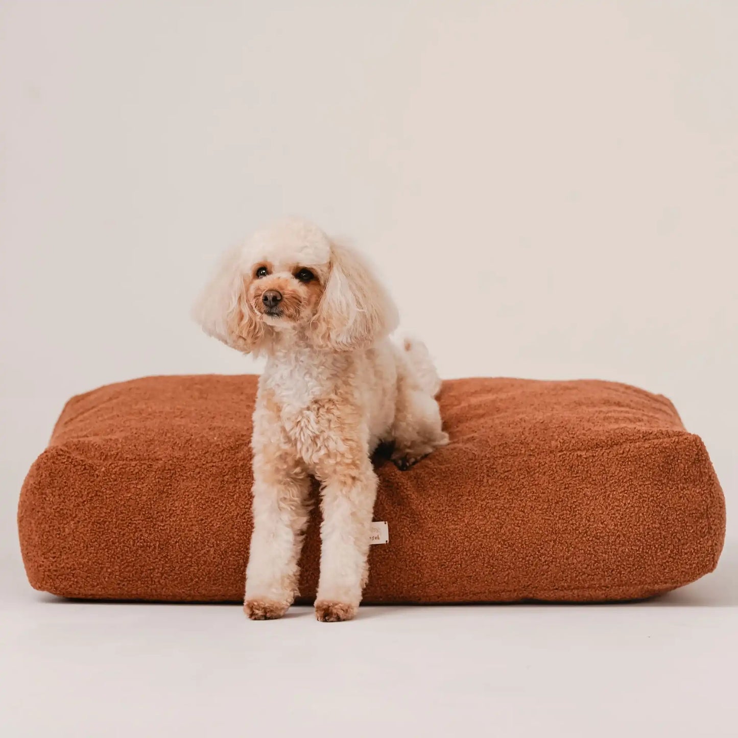 Piesek, rasy pudel miniaturowy w kolorze beżowym siedzi na miękkim legowisku dla psa (materac dla psa) w kolorze nugat (rudy brąz), która znajduje się na jasnym, czystym tle. Nowoczesna, wysokiej jakości tkanina boucle z certyfikatami bezpieczeństwa.