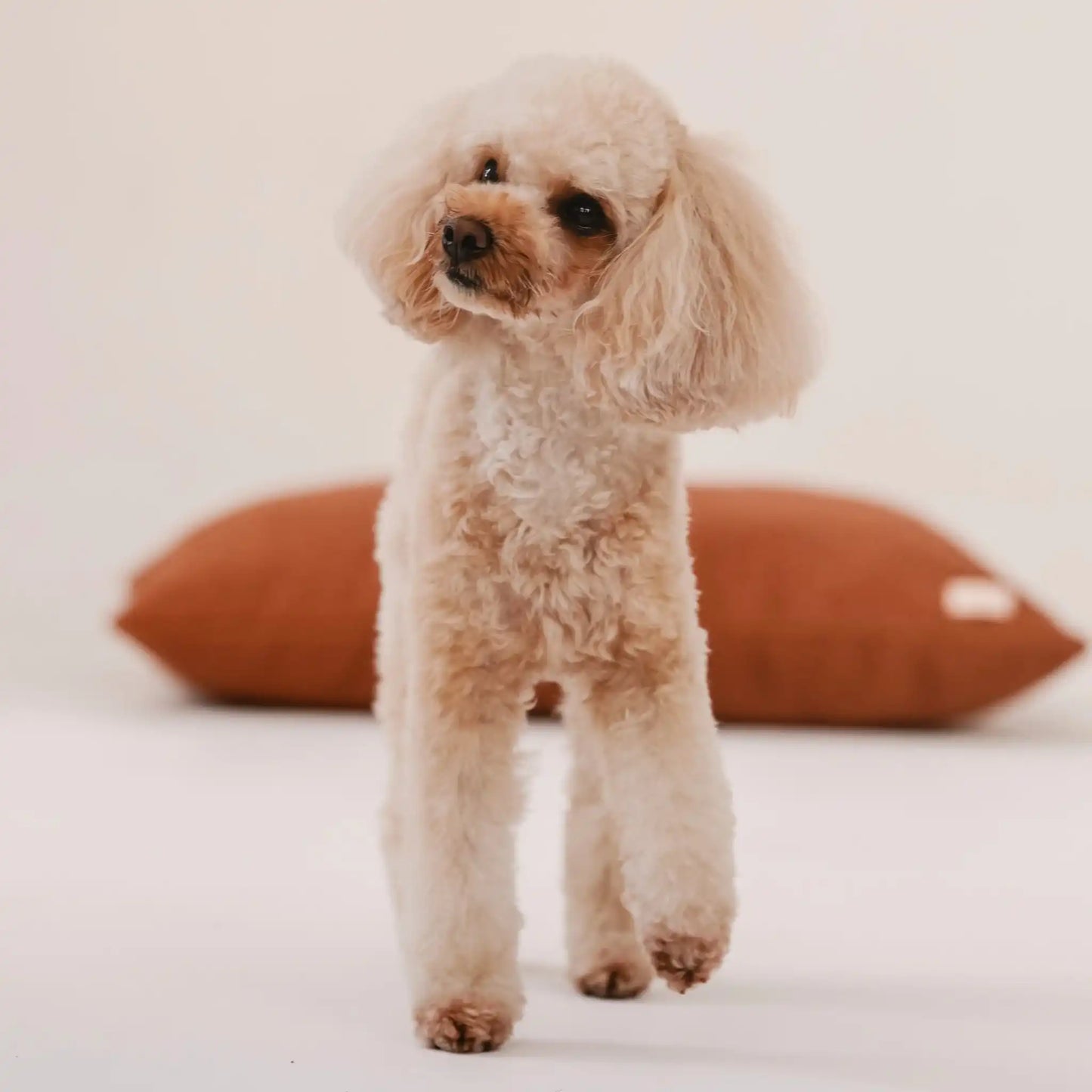 Piesek, rasy pudel miniaturowy w kolorze beżowym stoi przed miękkim legowiskiem dla psa (poduszka dla psa) w kolorze nugat (rudy brąz), który znajduje się na jasnym, czystym tle.