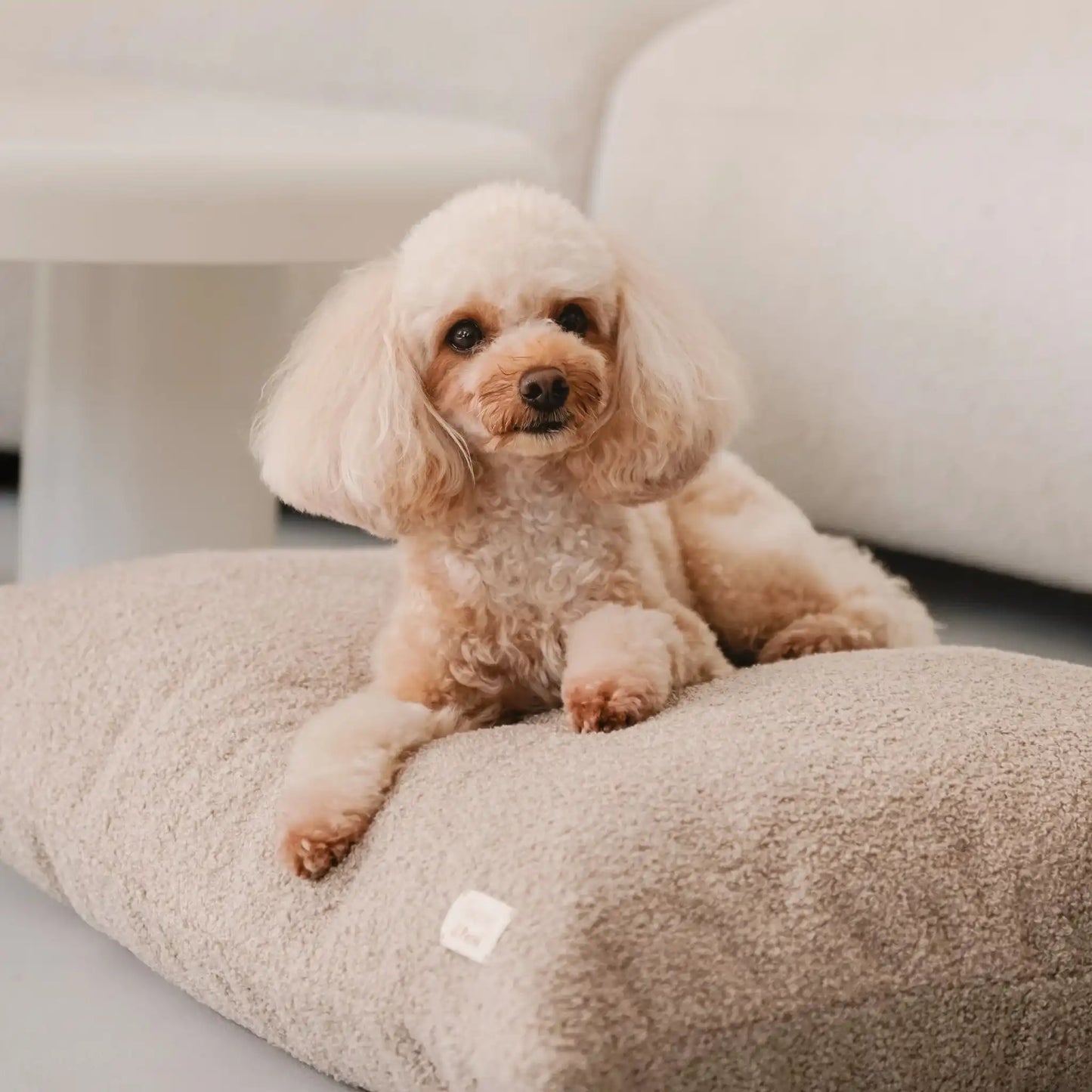 Piesek leży na miękkim legowisku dla psa (poduszce) w kolorze pralinka (jasny brąz), która znajduje się w jasnym, nowoczesnym wnętrzu na tle kanapy, zbliżenie na pieska, detal. Nowoczesna, wysokiej jakości tkanina boucle z certyfikatami bezpieczeństwa.