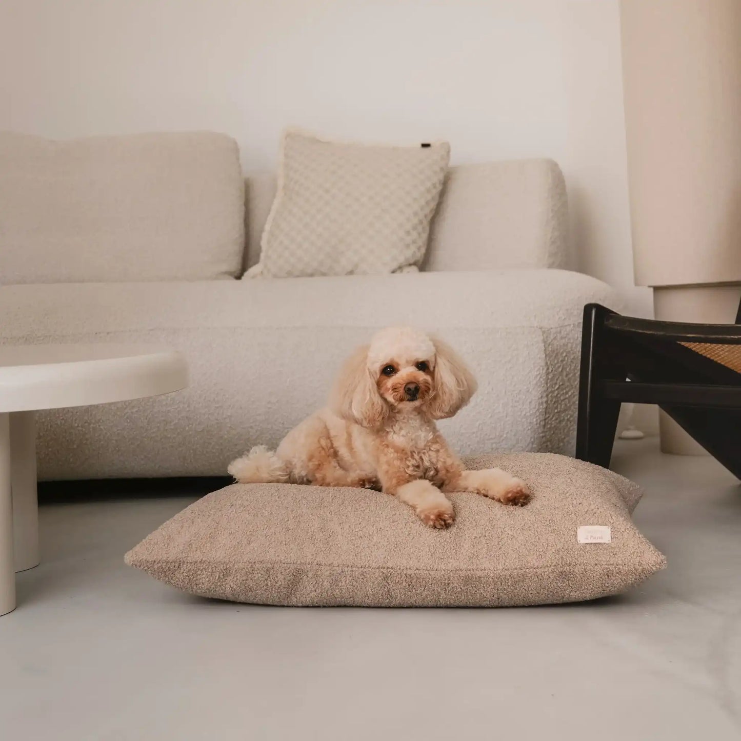 Piesek leży na miękkim legowisku dla psa (poduszce) w kolorze pralinka (jasny brąz), która znajduje się w jasnym, nowoczesnym wnętrzu na tle kanapy, stolika i drewnianego krzesła. Nowoczesna, wysokiej jakości tkanina boucle z certyfikatami bezpieczeństwa.