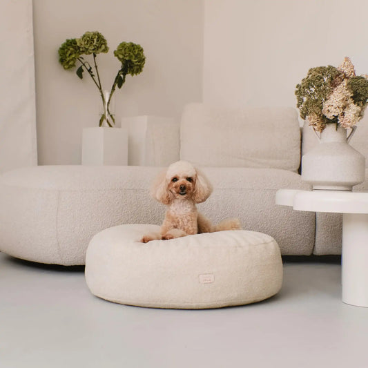 Piesek leży na miękkiej pufie dla psa w kolorze chałwa (kremowy), która znajduje się w jasnym, nowoczesnym wnętrzu na tle kanapy, stolika i zielonych kwiatów. Nowoczesna, wysokiej jakości tkanina boucle z certyfikatami bezpieczeństwa.