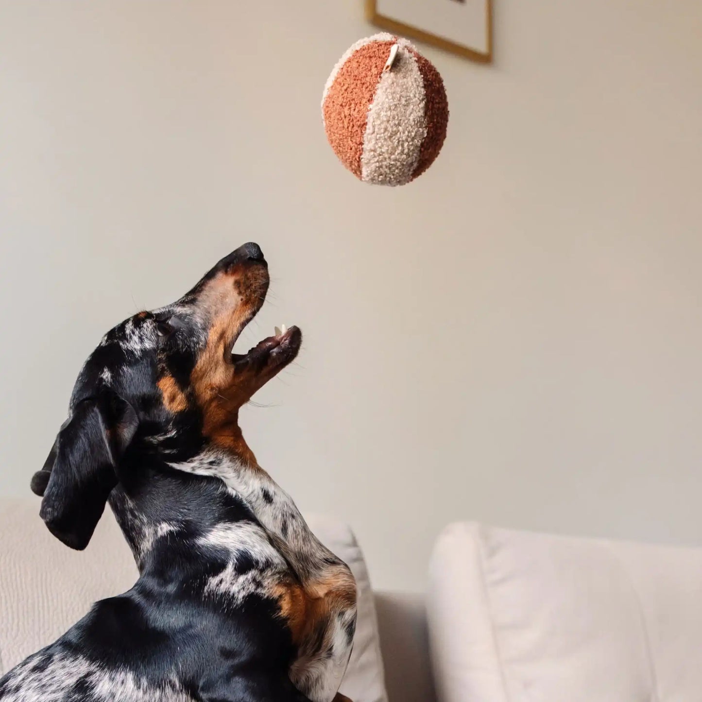 Piesek bawi się piłką dla psa z tkaniny boucle. Kolory: rudo brązowy oraz jasny brąz, piłka znajduje sie w powietrzu, a piesek próbuje ją złapać. Wszystko odbywa sie w salonie na kanapie.
