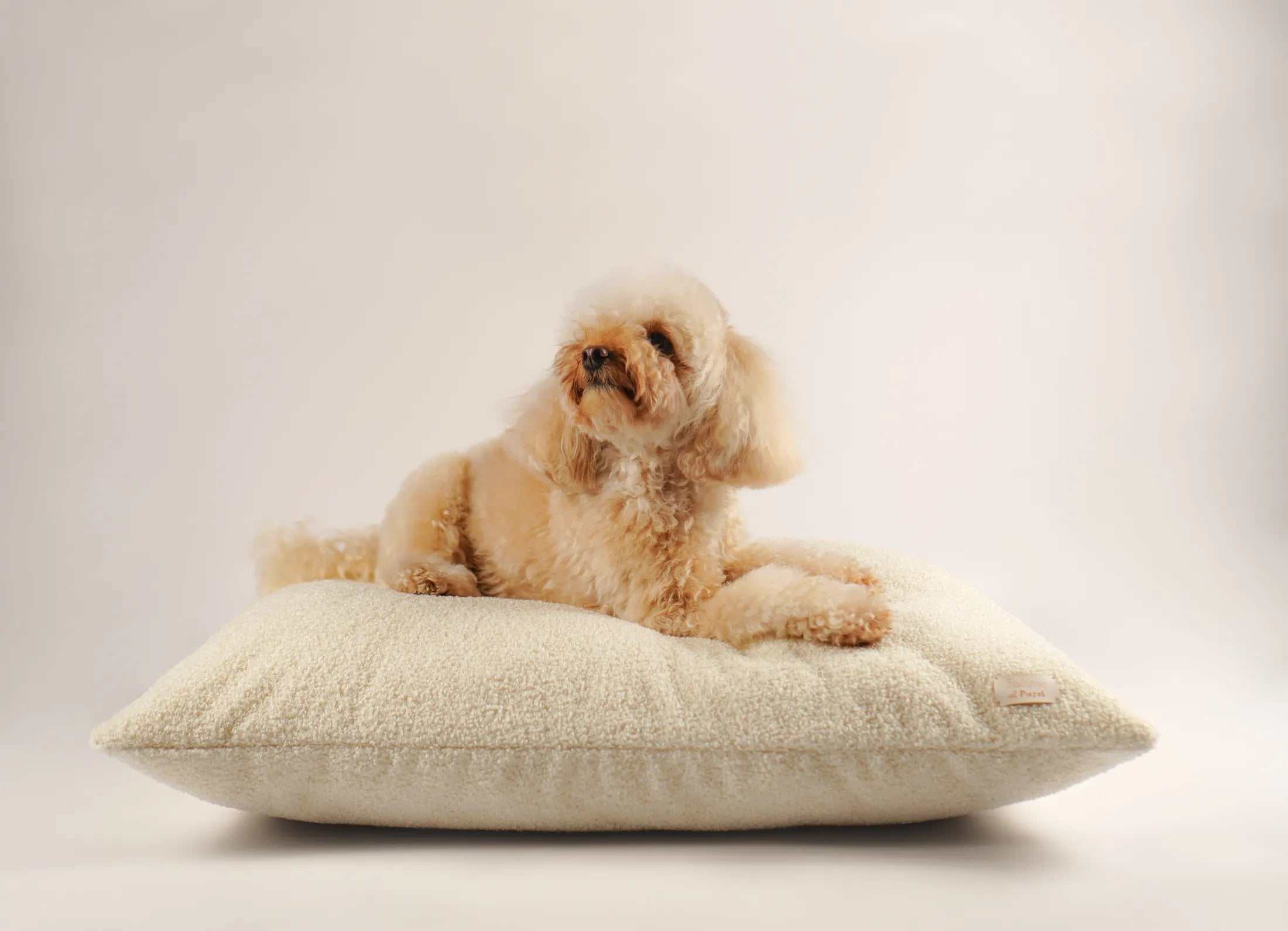 Jak wybrać idealne legowisko dla szczeniaka? Porady na dobry start