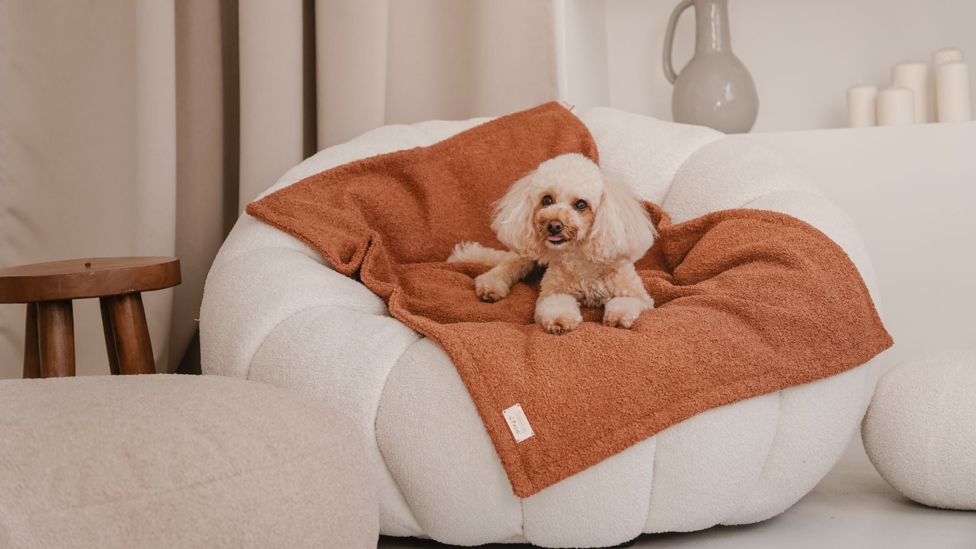 Czy psu jest zimno? Jak zadbać o komfort psa jesienią i zimą?