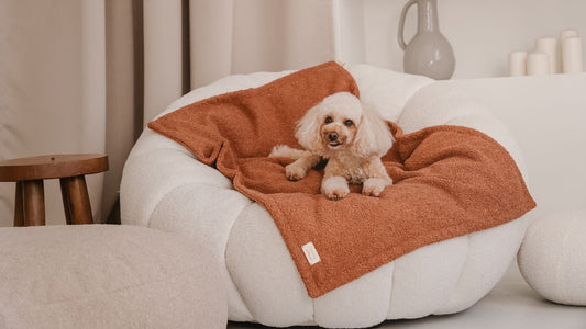 Czy psu jest zimno? Jak zadbać o komfort psa jesienią i zimą?