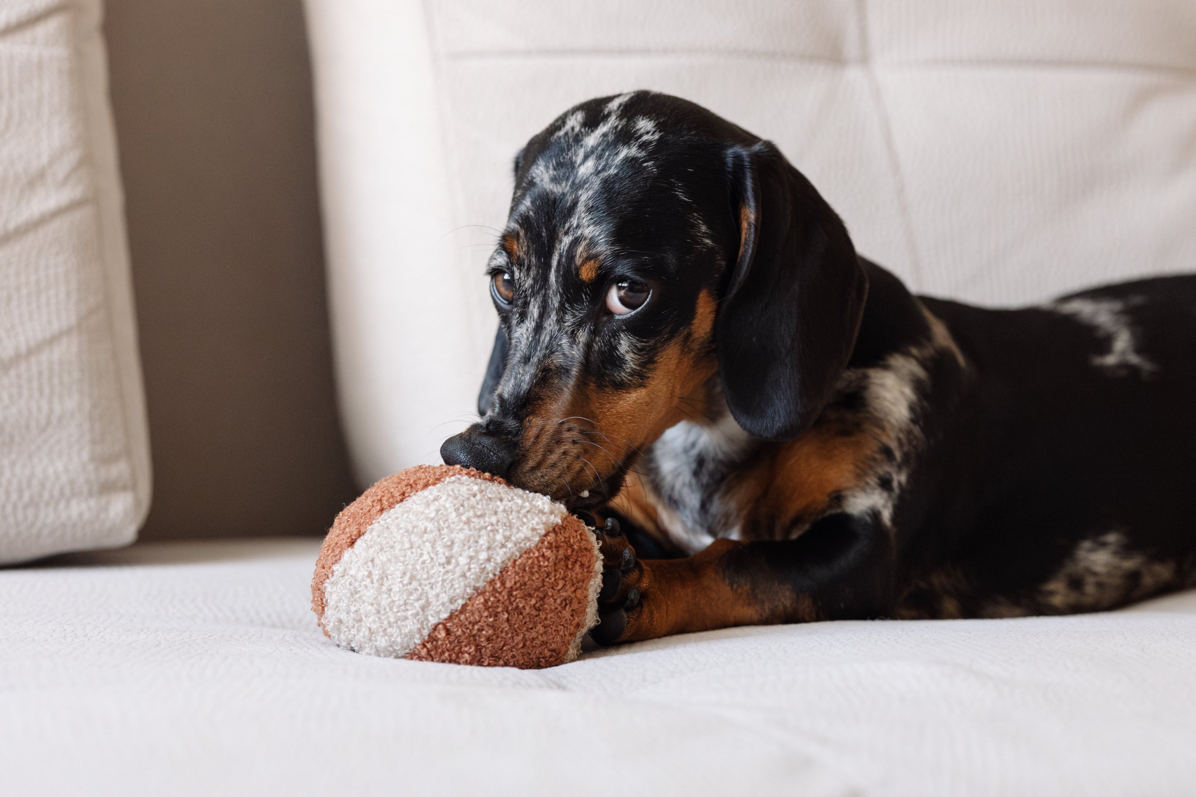 Piłka dla psa - bezpieczna i ulubiona zabawka Twojego psa