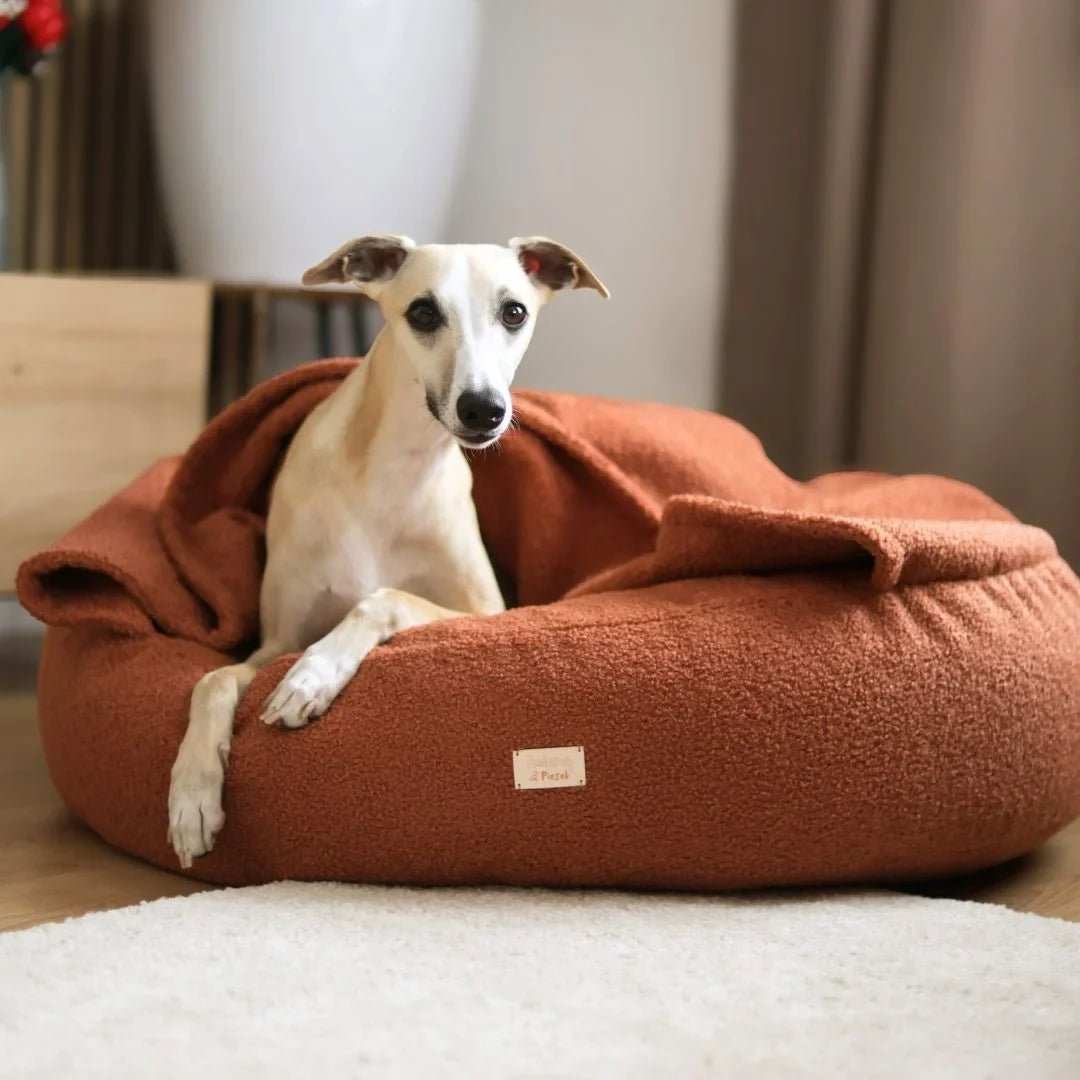 Whippet w jasnym kremowym kolorze leży w okrągłej norce dla psa z tkaniny boucle w kolorze nugat (ceglasto-brązowym). Legowisko znajduje się w jasnym, ciepłym, nowoczesnym wnętrzu. Piesek patrzy w obiektyw z lekki uśmiechem.