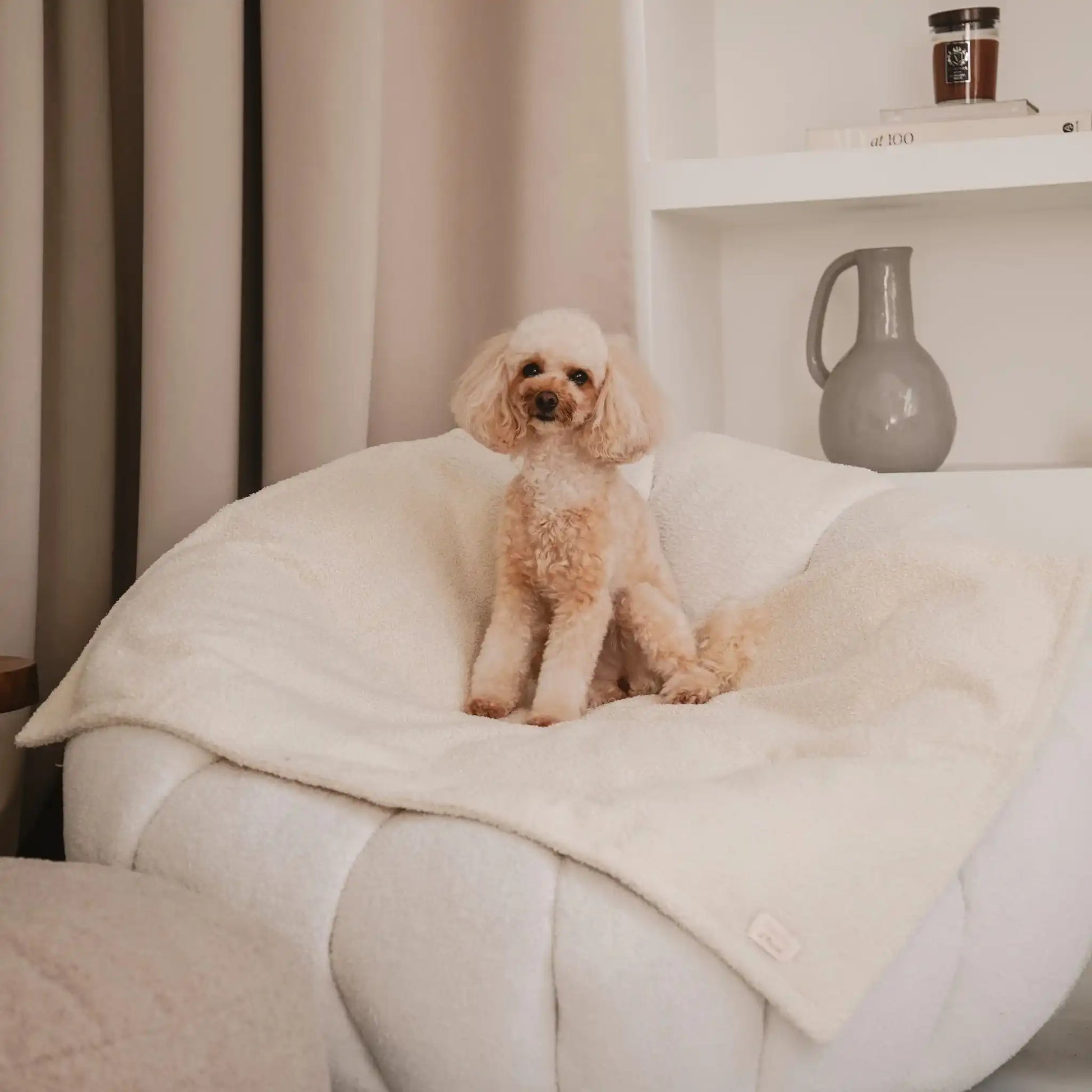 Pies leży na miękkim kocyku dla psa z tkaniny boucle, w kolorze chałwa (kremowy), który znajduje się na fotelu w jasnym, nowoczesnym wnętrzu. Nowoczesna, wysokiej jakości tkanina boucle z certyfikatami bezpieczeństwa.