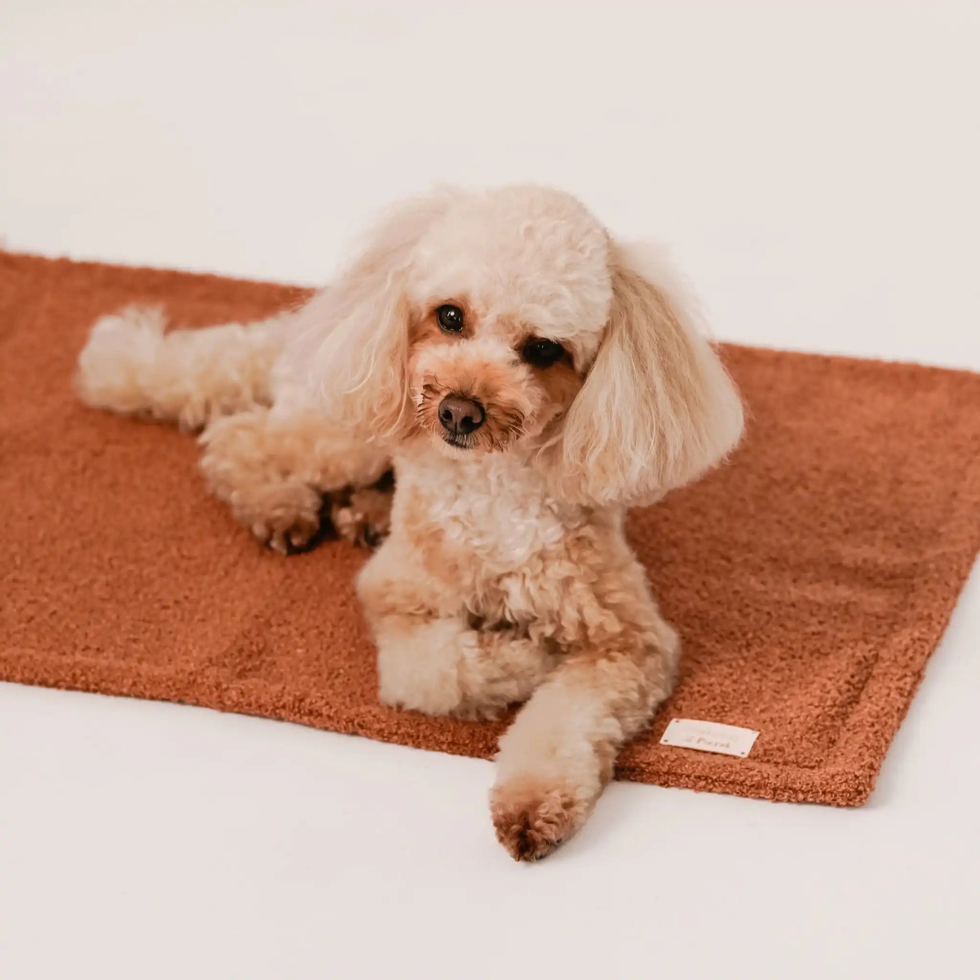 Zbliżenie na pieska, który leży na miękkim kocyku dla psa z tkaniny boucle, w kolorze nugat (rudo-brązowy). Jasne, czyste tło. Nowoczesna, wysokiej jakości tkanina boucle z certyfikatami bezpieczeństwa.