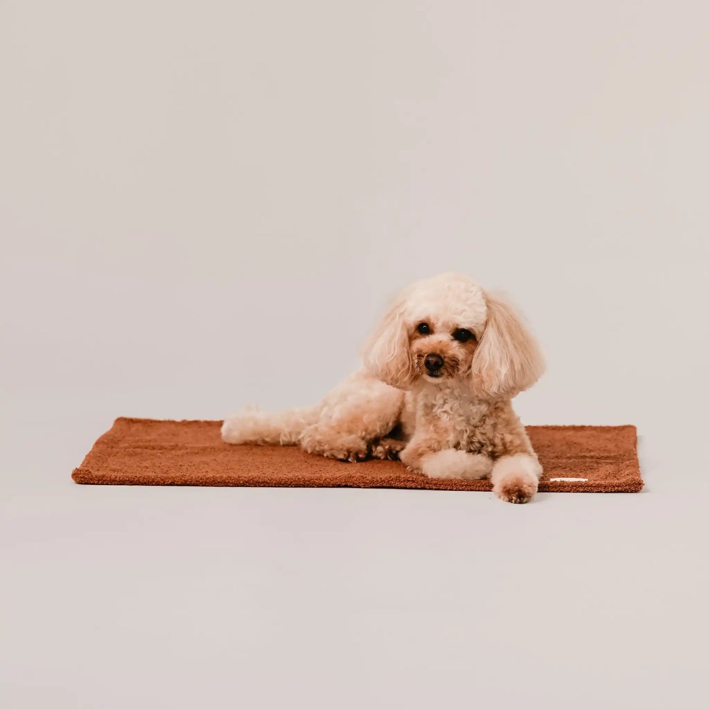 Piesek leży na miękkim kocyku dla psa z tkaniny boucle, w kolorze nugat (rudo-brązowy). Jasne, czyste tło. Nowoczesna, wysokiej jakości tkanina boucle z certyfikatami bezpieczeństwa.