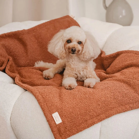 Pies leży na miękkim kocyku dla psa z tkaniny boucle, w kolorze nugat (brązowo-rudy), który znajduje się na fotelu w jasnym, nowoczesnym wnętrzu. Nowoczesna, wysokiej jakości tkanina boucle z certyfikatami bezpieczeństwa.