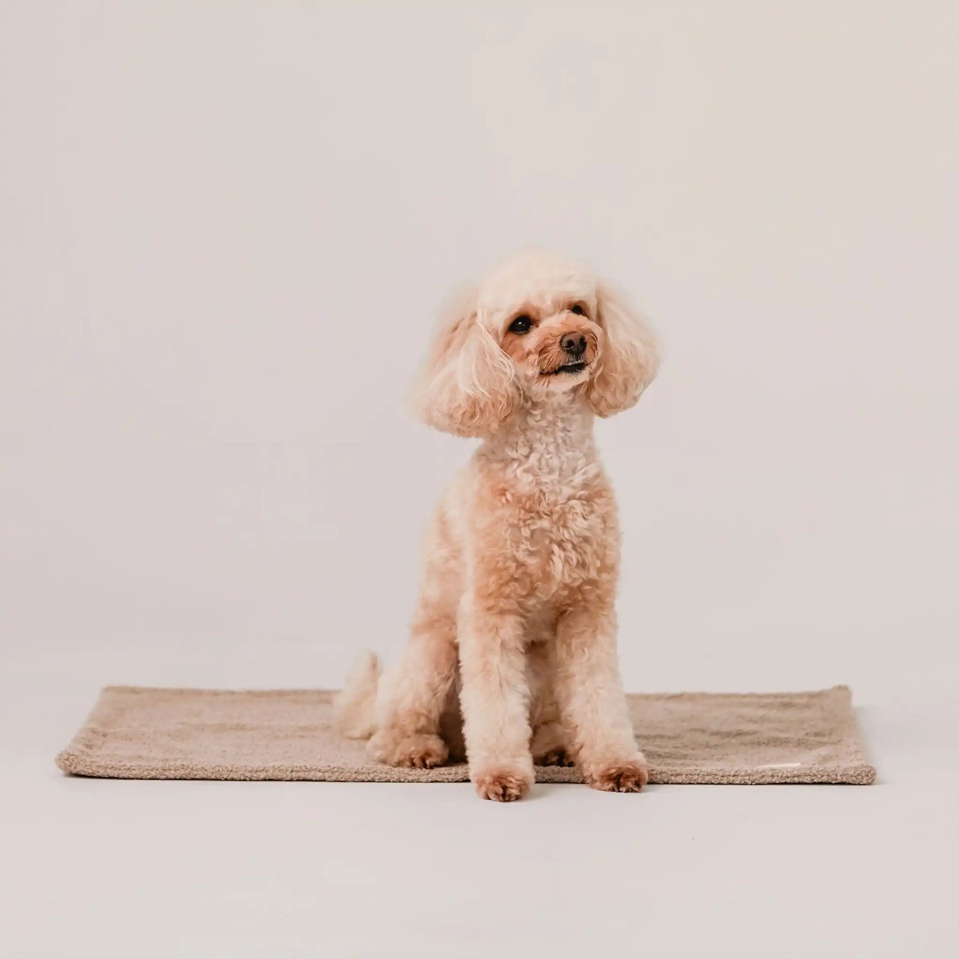 Piesek siedzi na miękkim kocyku dla psa z tkaniny boucle, w kolorze pralinka (jasny brąz). Jasne, czyste tło. Nowoczesna, wysokiej jakości tkanina boucle z certyfikatami bezpieczeństwa.