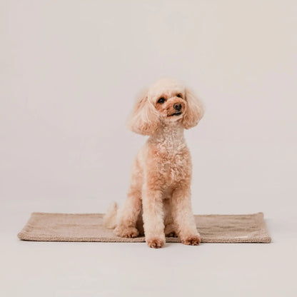 Piesek siedzi na miękkim kocyku dla psa z tkaniny boucle, w kolorze pralinka (jasny brąz). Jasne, czyste tło. Nowoczesna, wysokiej jakości tkanina boucle z certyfikatami bezpieczeństwa.
