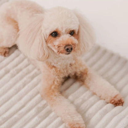 Zbliżenie na pieska, który leży na puszystym kocyku dla psa, w kolorze beza (kremowy). Jasne, czyste tło. Kocyk ma falowaną strukturę.