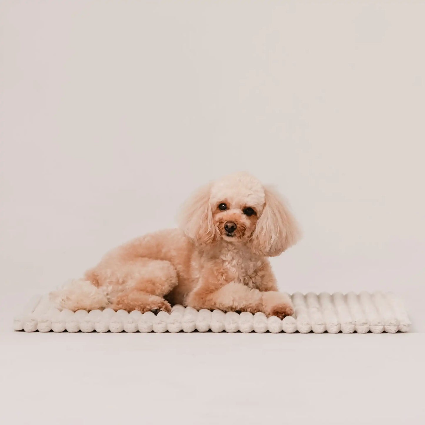 Piesek leży na puszystym kocyku dla psa, w kolorze beza (kremowy). Jasne, czyste tło. Kocyk ma falowaną strukturę.