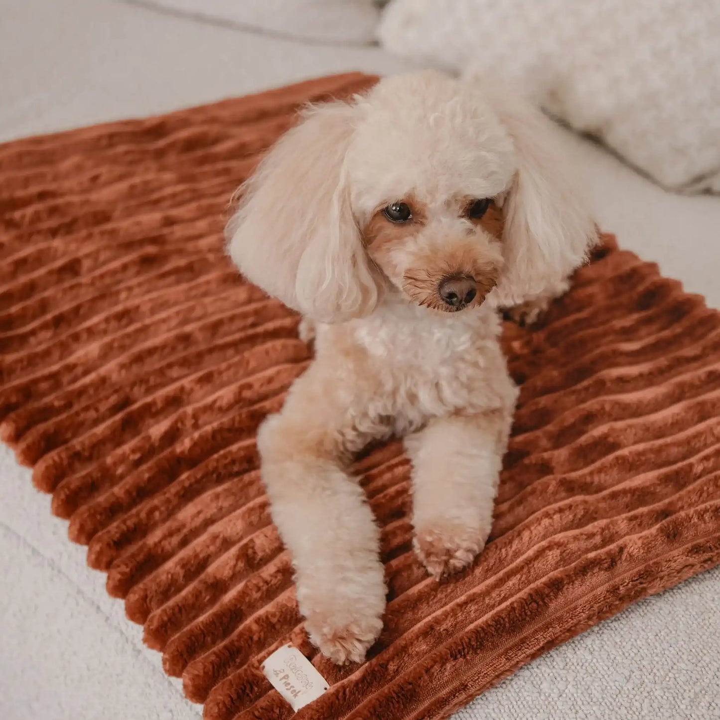 Zbliżenie na pieska, który leży na puszystym kocyku dla psa, w kolorze nugat (rudo-brązowy). Kocyk ma falowaną strukturę i leży na jasne, nowoczesnej kanapie.