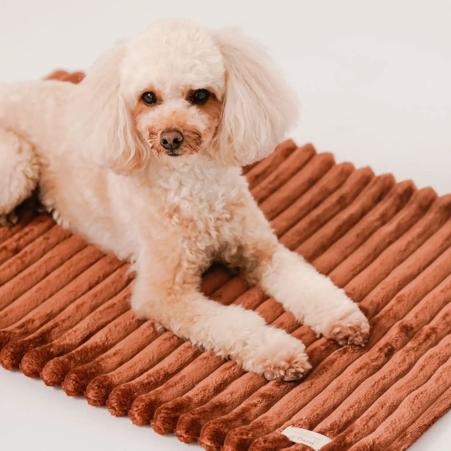 Zbliżenie na pieska, który leży na puszystym kocyku dla psa, w kolorze nugat (rudo-brązowy). Kocyk ma falowaną strukturę. Jasne, czyste tło.