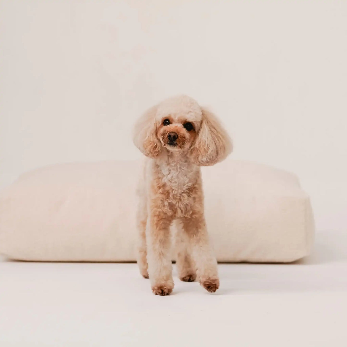 Piesek, rasy pudel miniaturowy w kolorze beżowym stoi przed miękkim legowiskiem dla psa (materac dla psa) w kolorze chałwa (kremowy), który znajduje się na jasnym, czystym tle. Nowoczesna, wysokiej jakości tkanina boucle z certyfikatami bezpieczeństwa.