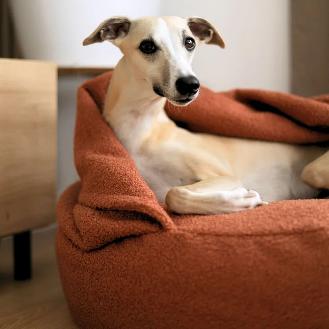 Whippet w jasnym kremowym kolorze leży w okrągłej norce dla psa z tkaniny boucle w kolorze nugat (ceglasto-brązowym). Legowisko znajduje się w jasnym, ciepłym, nowoczesnym wnętrzu. Piesek patrzy w obiektyw z lekki uśmiechem. Zbliżenie.