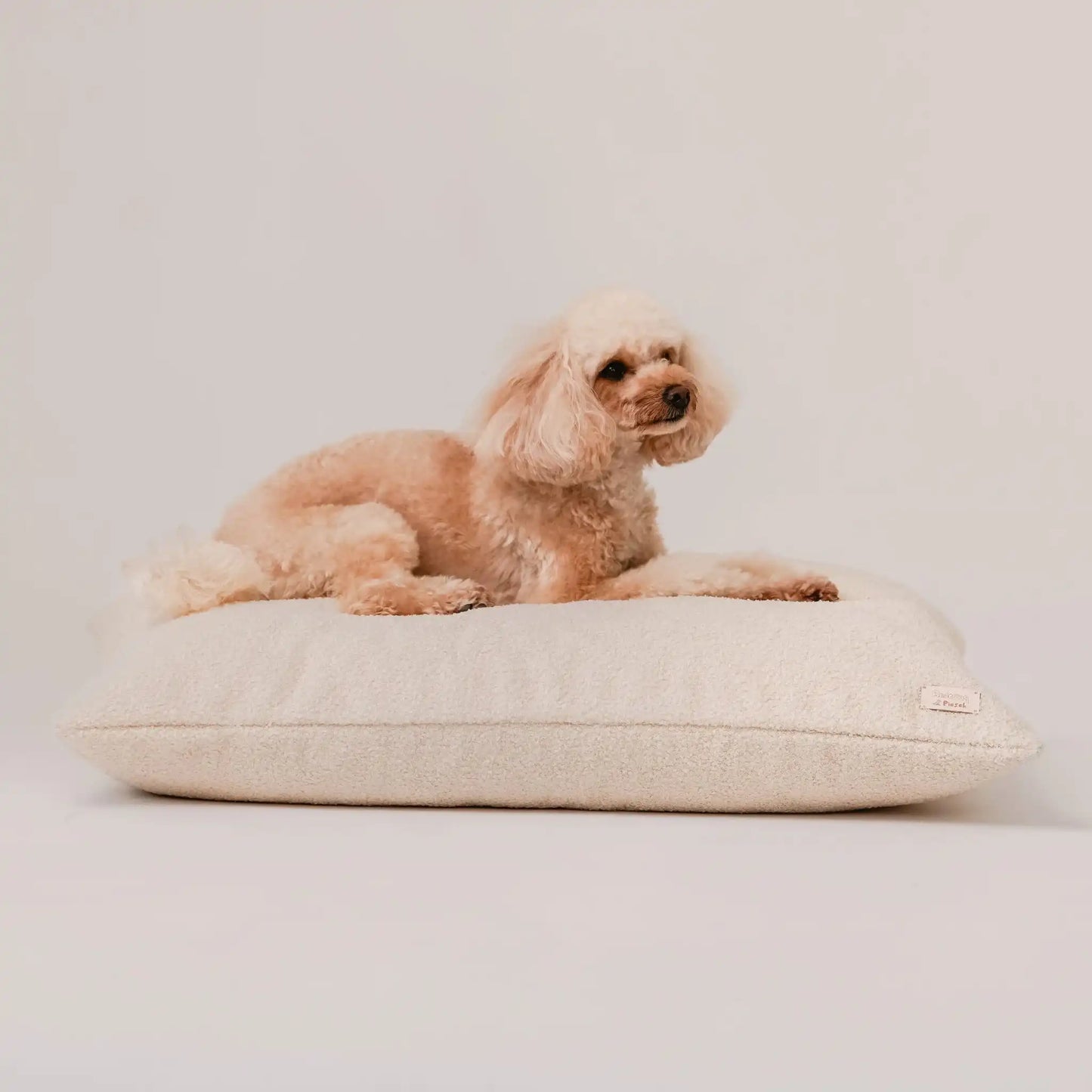 Piesek, rasy pudel leży na miękkim legowisku dla psa (poduszce) w kolorze chałwa (kremowy), która znajduje się na jasnym, czystym tle. Nowoczesna, wysokiej jakości tkanina boucle z certyfikatami bezpieczeństwa.
