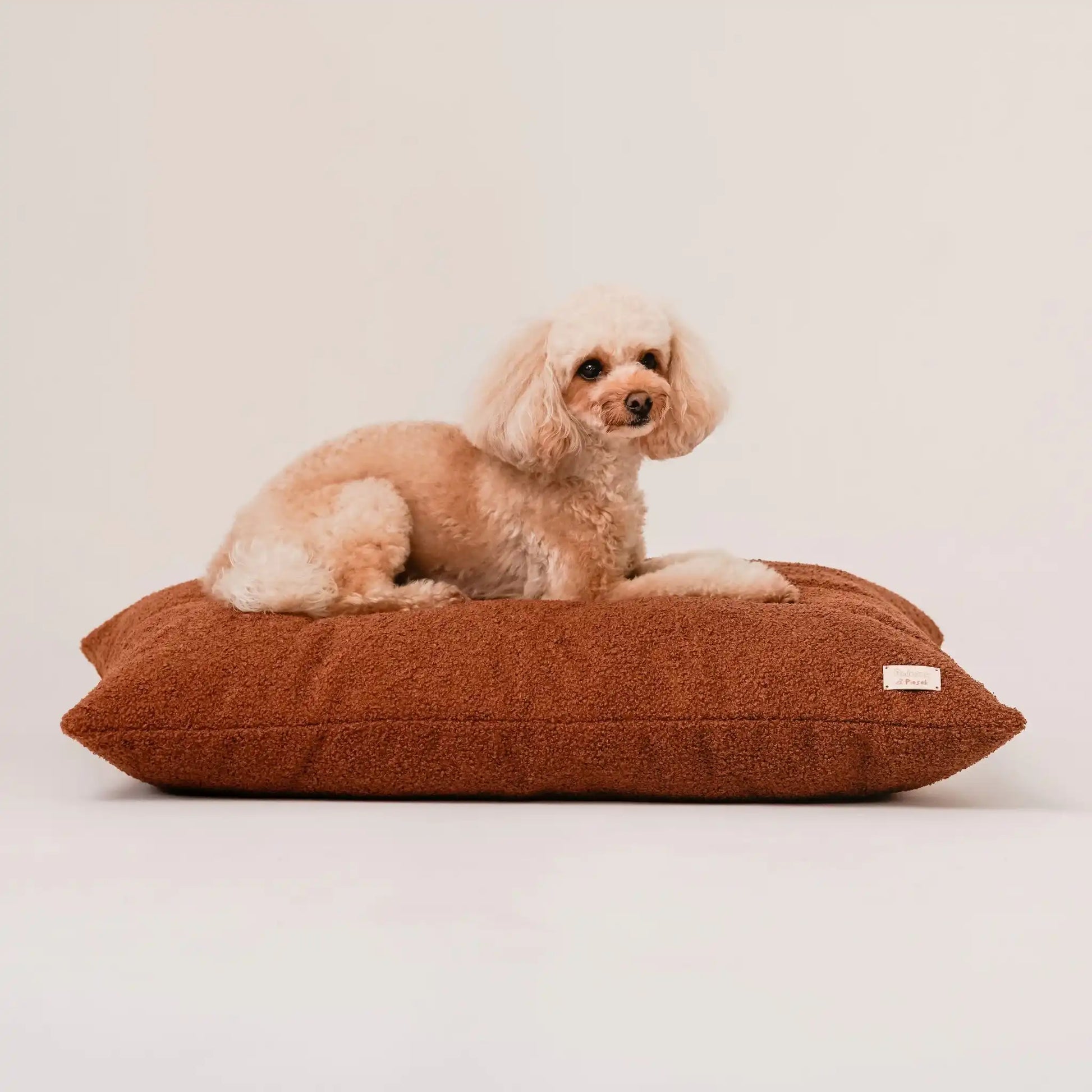 Piesek, rasy pudel leży na miękkim legowisku dla psa (poduszce) w kolorze nugat (rudy brąz), która znajduje się na jasnym, czystym tle. Nowoczesna, wysokiej jakości tkanina boucle z certyfikatami bezpieczeństwa.