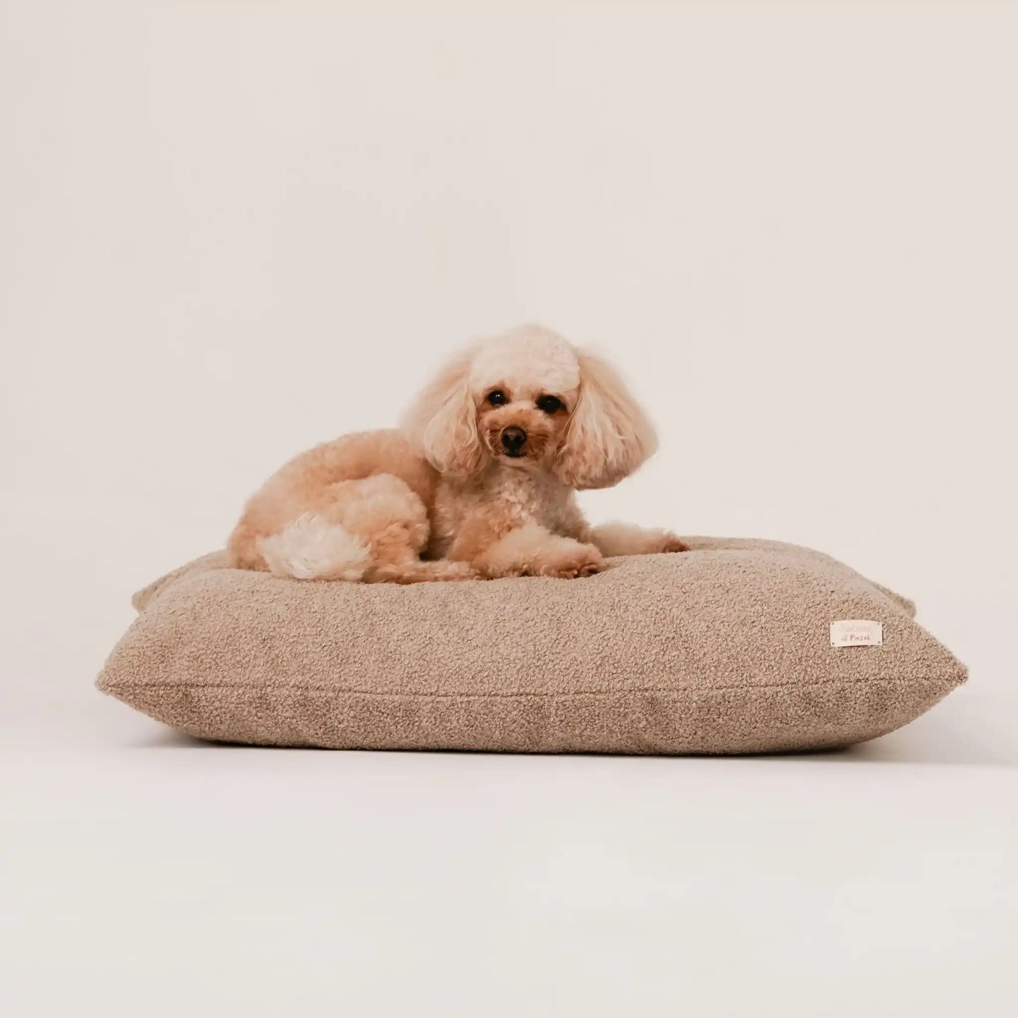 Piesek, rasy pudel leży na miękkim legowisku dla psa (poduszce) w kolorze pralinka (jasny brąz), która znajduje się na jasnym, czystym tle. Nowoczesna, wysokiej jakości tkanina boucle z certyfikatami bezpieczeństwa.