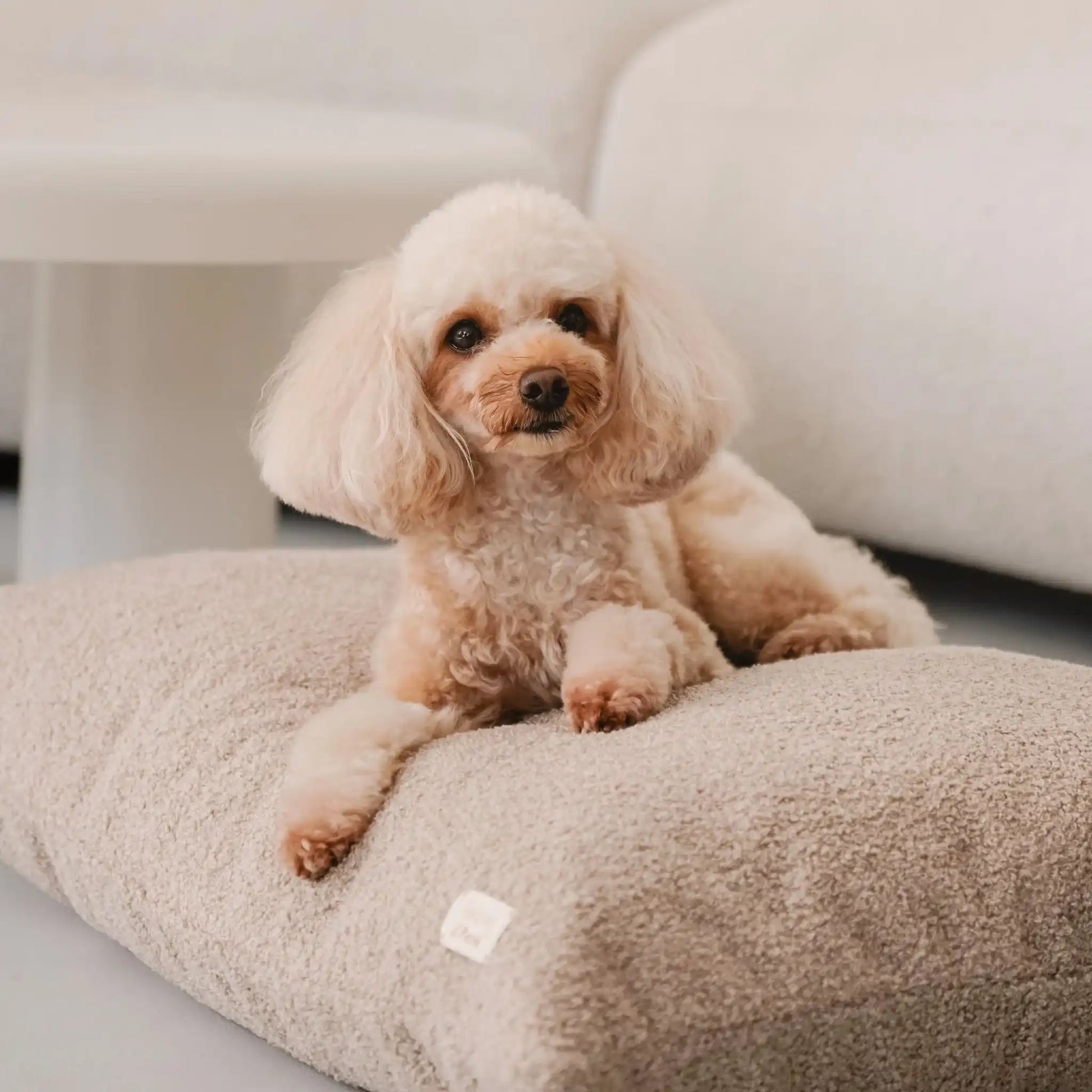 Piesek leży na miękkim legowisku dla psa (poduszce) w kolorze pralinka (jasny brąz), która znajduje się w jasnym, nowoczesnym wnętrzu na tle kanapy, zbliżenie na pieska, detal. Nowoczesna, wysokiej jakości tkanina boucle z certyfikatami bezpieczeństwa.