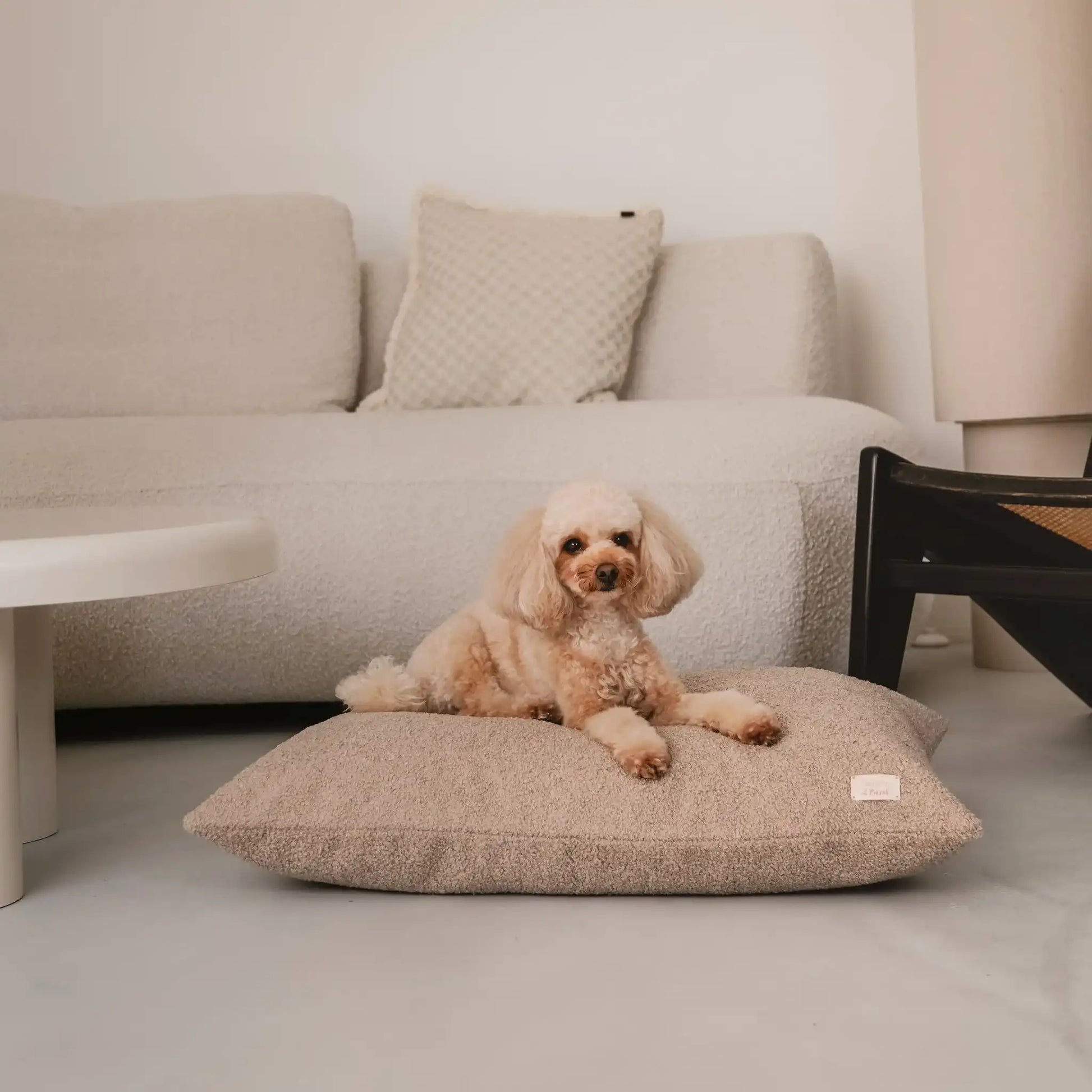 Piesek leży na miękkim legowisku dla psa (poduszce) w kolorze pralinka (jasny brąz), która znajduje się w jasnym, nowoczesnym wnętrzu na tle kanapy, stolika i drewnianego krzesła. Nowoczesna, wysokiej jakości tkanina boucle z certyfikatami bezpieczeństwa.