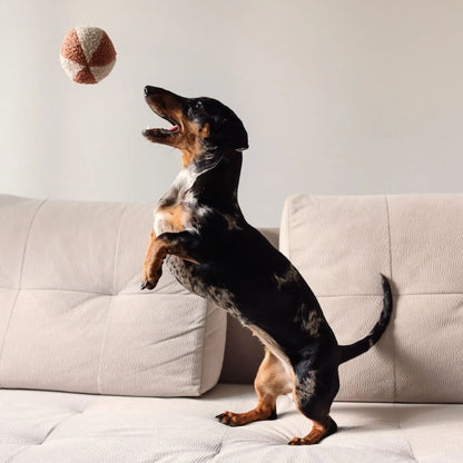 Piesek bawi się piłką dla psa z tkaniny boucle. Kolory: rudo brązowy oraz jasny brąz, piłka znajduje sie w powietrzu, a piesek próbuje ją złapać. Wszystko odbywa sie w salonie na kanapie. Dalsze ujęcie.