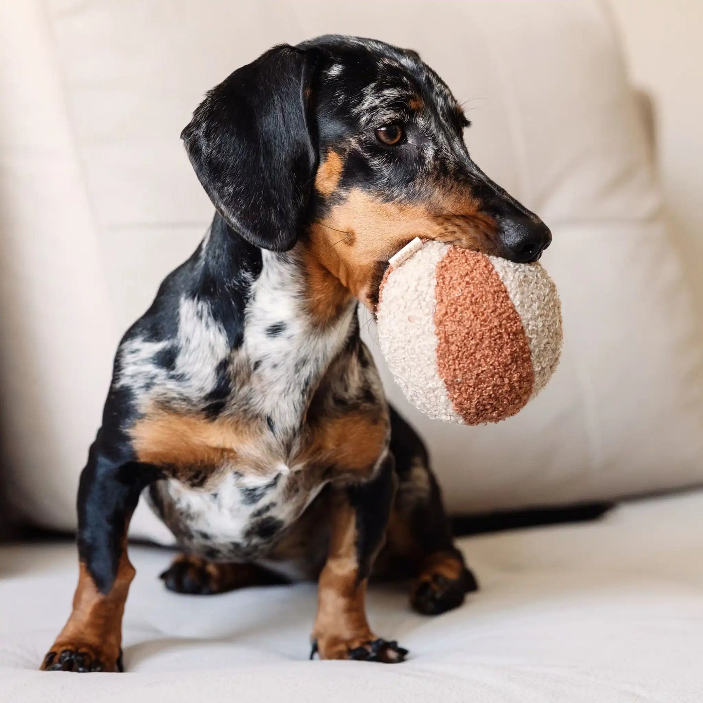 Piesek trzyma w pyszczku piłkę dla psa z tkaniny boucle. Kolory: rudo brązowy oraz jasny brąz. Wszystko odbywa się w salonie na kanapie.