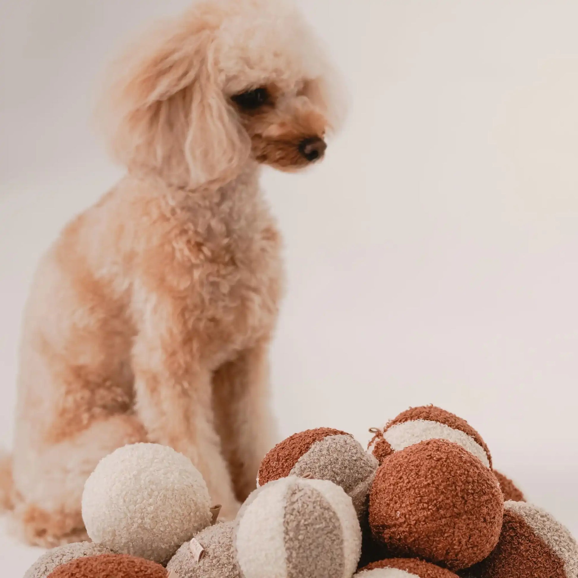 Stos wielu piłeczek różnokolorowych (rudo-brązowy, jasny brąz, kremowy), zbliżenie, metki. Tkanina boucle. Piłka dla psa. Za nimi w tle siedzi piesek.